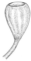 Amphidium cyathicarpum, capsule, moist. Drawn from B.H. Macmillan 91/17, CHR 413681
 Image: R.C. Wagstaff © Landcare Research 2018 CC BY 3.0 NZ